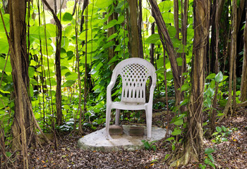 chair in banyan forest
