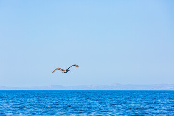 Fototapeta na wymiar Pelicanos en Isla Espíritu Santo