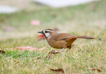 close up on garrulax canorus bird on the lawn