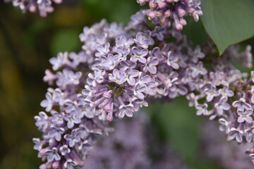 Lilac flowers in spring