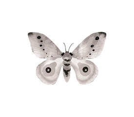 Butterfly insects, monochrome watercolor illustration.