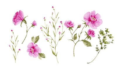 set of pink garden roses on white background close up, watercolor illustration hand painted.	