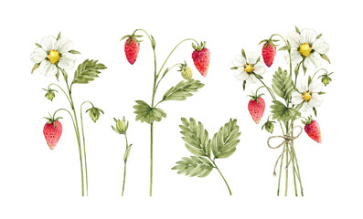 Set of wild strawberry flowers and berries, watercolor illustration. - 604172872