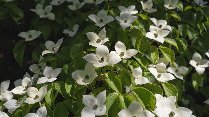 ヤマボウシの花