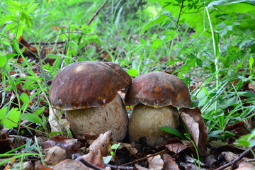 Twins, two nice specimen of Summer Bolete