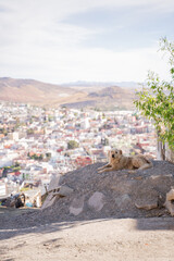 メキシコ・サカテカスの街並みと木陰で休む犬