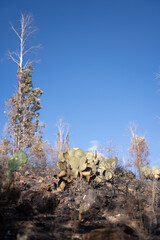 燃やされたサボテン