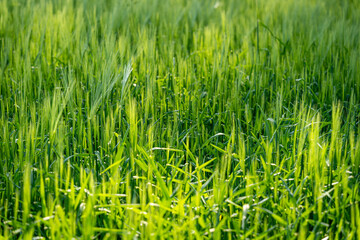 Farm field of growing, green wheat crop in spring