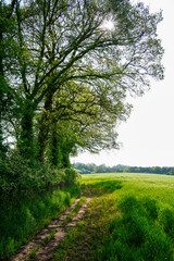 Public footpath alongside a field of growing spring wheat in the English coutryside