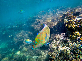 Parrot fish and sergeant fish swimming over corals in the sea around Porto de Galinhas, Brazil