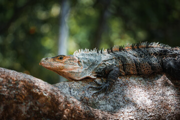 Green iguana on tree in tropical rainforest, Rio Tempisque Guanacaste, Costa Rica wildlife