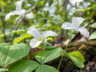 Fototapeta na wymiar Macro of white trillium flowers in full bloom on a forest floor, sunshine, nobody