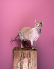 Obese sphynx cat feline is sitting on a block of wood. Pink studio background with copy space