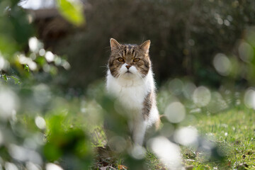 British Shorthair cat sitting in the garden looking straight at the camera.