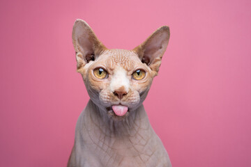 funny Sphynx cat sticking out tongue looking angry. studio portrait on pink background with copy...