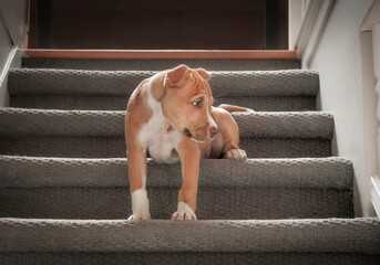 Cute puppy sitting on stairs. 12 weeks old puppy dog learning how to go down the stairs. Hesitant, shy or afraid body body language. Puppy climbing stairs. Female Boxer Pitbull mix. Selective focus. - obrazy, fototapety, plakaty