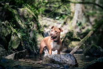 Happy dog standing in water in forest while looking at camera. Puppy dog enjoying a cool down in creek or refreshment during nature walk. 8 month old, female Boxer Pitbull mix dog. Selective focus.