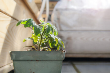 Young cherry tomato seedling acclimating to the outdoors on balcony or patio. Plants started from...