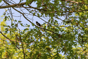 A Rose-breasted Grosbeak Perched In A Tree In Spring