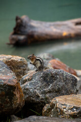 A squirrel sitting on a rock by a turquoise lake in Banff Alberta