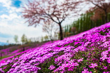 芝ざくら滝上公園の風景
