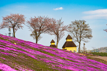 芝ざくら滝上公園の風景