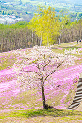 芝ざくら滝上公園の風景