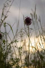 Photo of some nice plants in the field