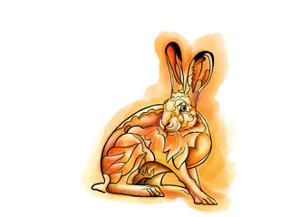 Orange rabbit