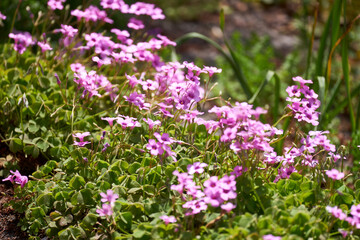 カタバミ・花・ピンク・野草・雑草・野花・アップ