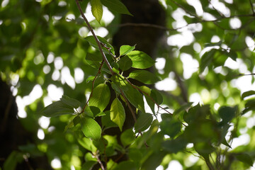 森・樹木・枝・枝先・風景・葉っぱ・アップ・木漏れ日・光