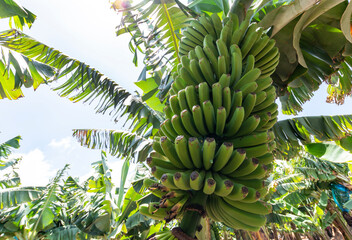 Fototapeta premium Banana plantation. El Hierro, Canary Islands.