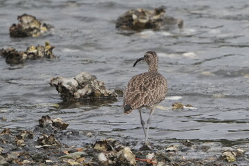 grey tailed tattler in a seashore