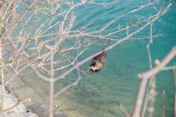 Nutria, the middle plan of a nutria floating on a river, lake or pond on a sunny day. Wild animals, animals in the natural environment.