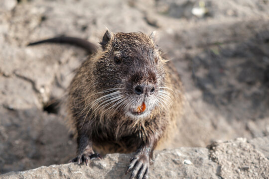 Nutria, a close-up of nutria's snout looking into a camera with orange teeth standing on a rock. Wild animals, animals in the natural environment.