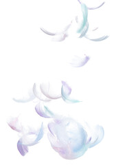 Many Pastel Feather fly fall in Air over white background isolated. Puffy Fluffy soft feathers as...