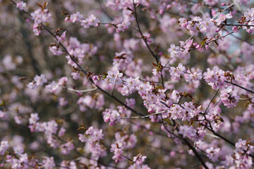 明治公園の桜５
