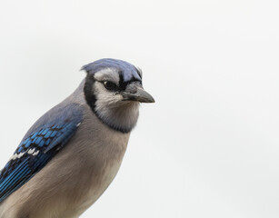 Fototapeta premium A blue jay portrait on a white background.