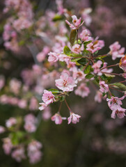 Naklejka premium Spring Flowers