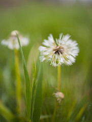 dandelion