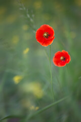 미소가 가득한 양귀비꽃