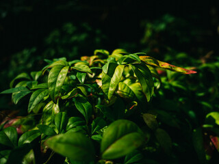 Plant foliage