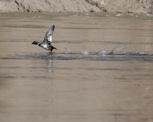 A female common golden eye takes to flight from a river, in the early morning.