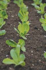 Asian woman farmer using digital tablet in vegetable garden at greenhouse, Business agriculture technology concept, quality smart farmer.