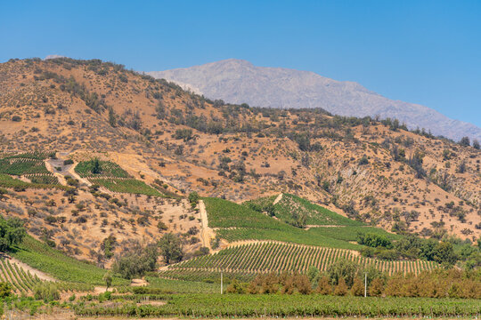 Vineyards with The Andes mountains on horizon, El Principal winery, Pirque, Maipo Valley, Cordillera Province, Santiago Metropolitan Region, Chile