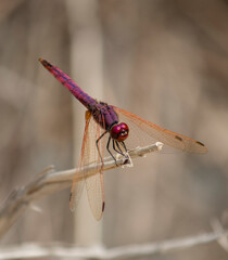 red dragonfly perched on a branch