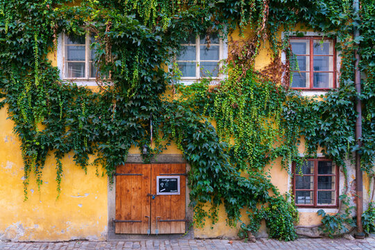 Facade of house overgrown by ivy, UNESCO World Heritage Site, Cesky Krumlov, South Bohemian Region