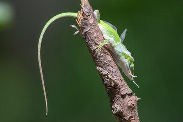 A green anole working to shed its skin in a Texas garden.