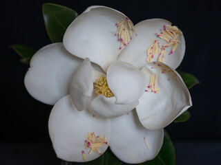 The white petals of a magnolia blossom against a black background.