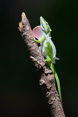 A green anole climbing a stick while trying to remove its sheddidng skin.